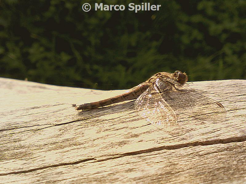 Brachythemis impartita... no, Sympetrum striolatum, femmina